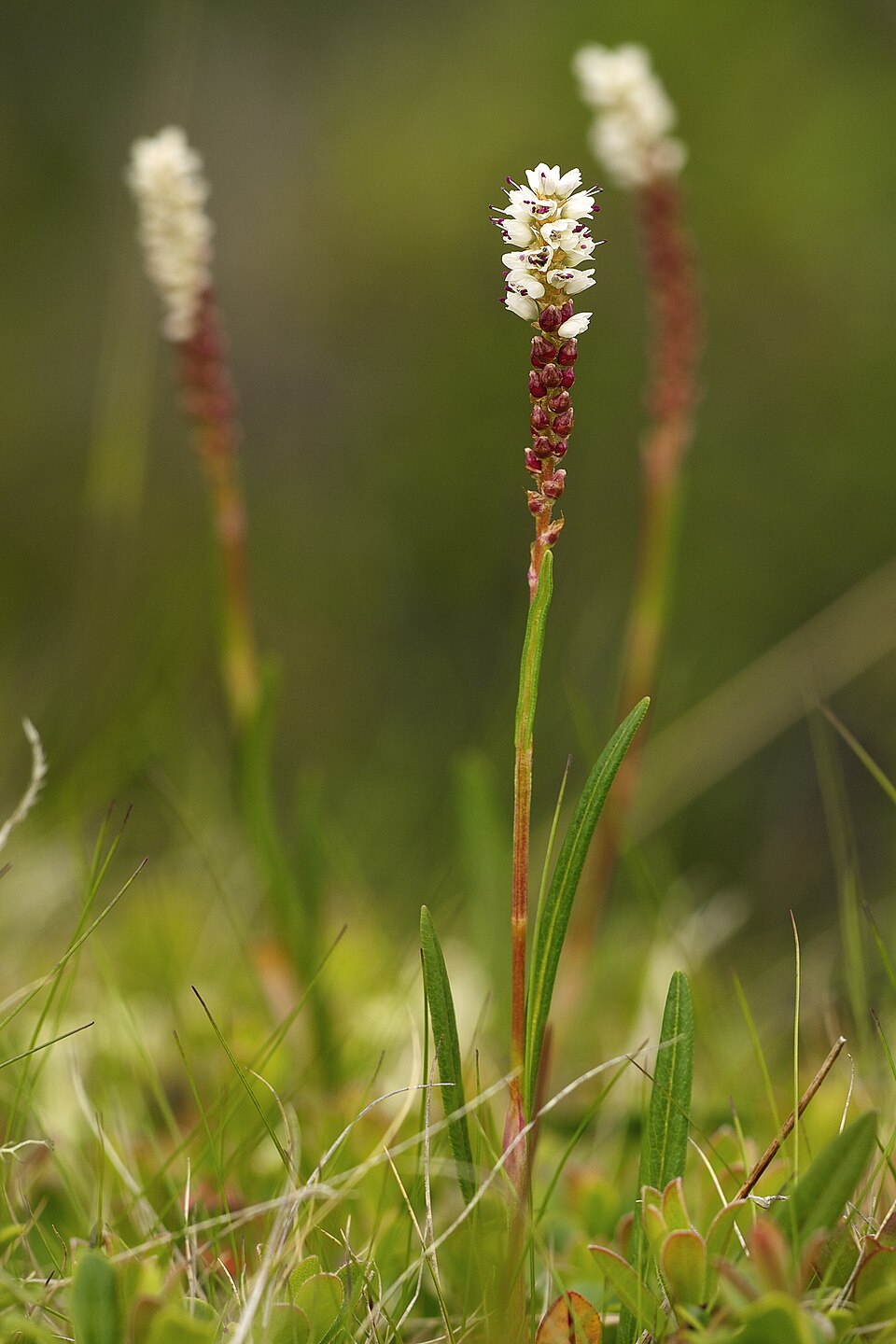 Alpine Bistort