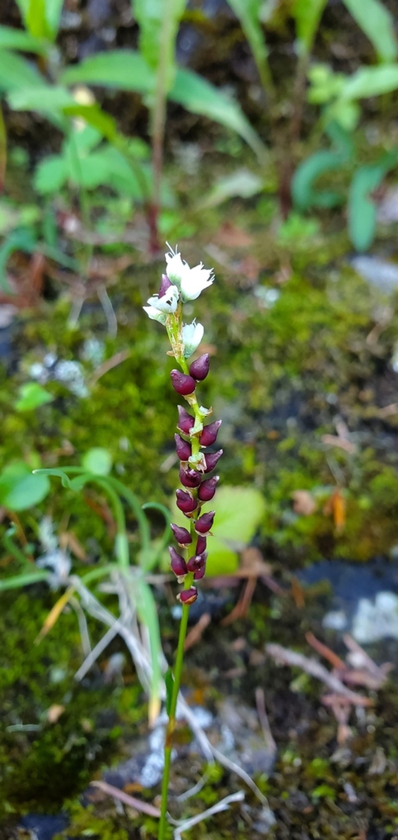 Alpine Bistort photo 3