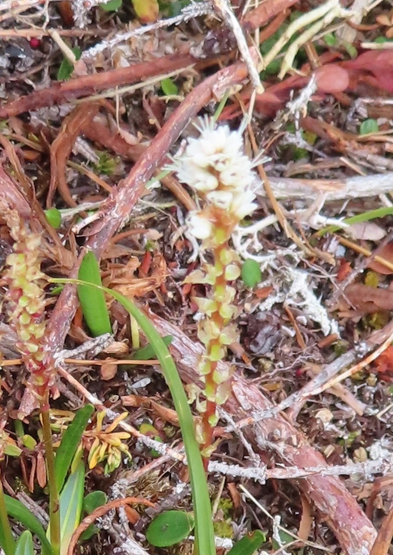 Alpine Bistort photo 5