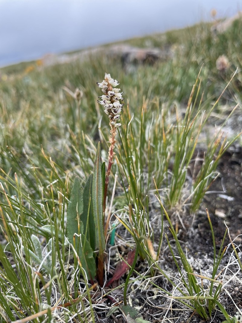 Alpine Bistort photo 8
