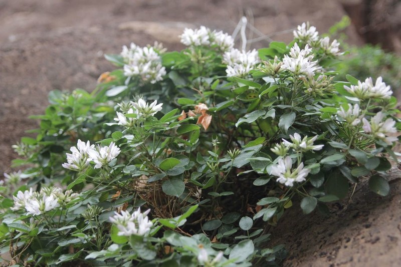 Bituminaria antiatlantica