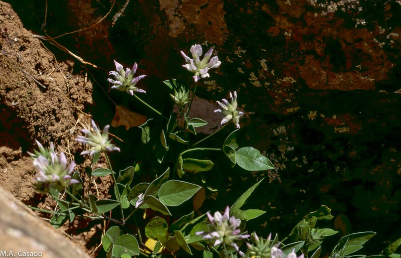 Bituminaria antiatlantica photo 4
