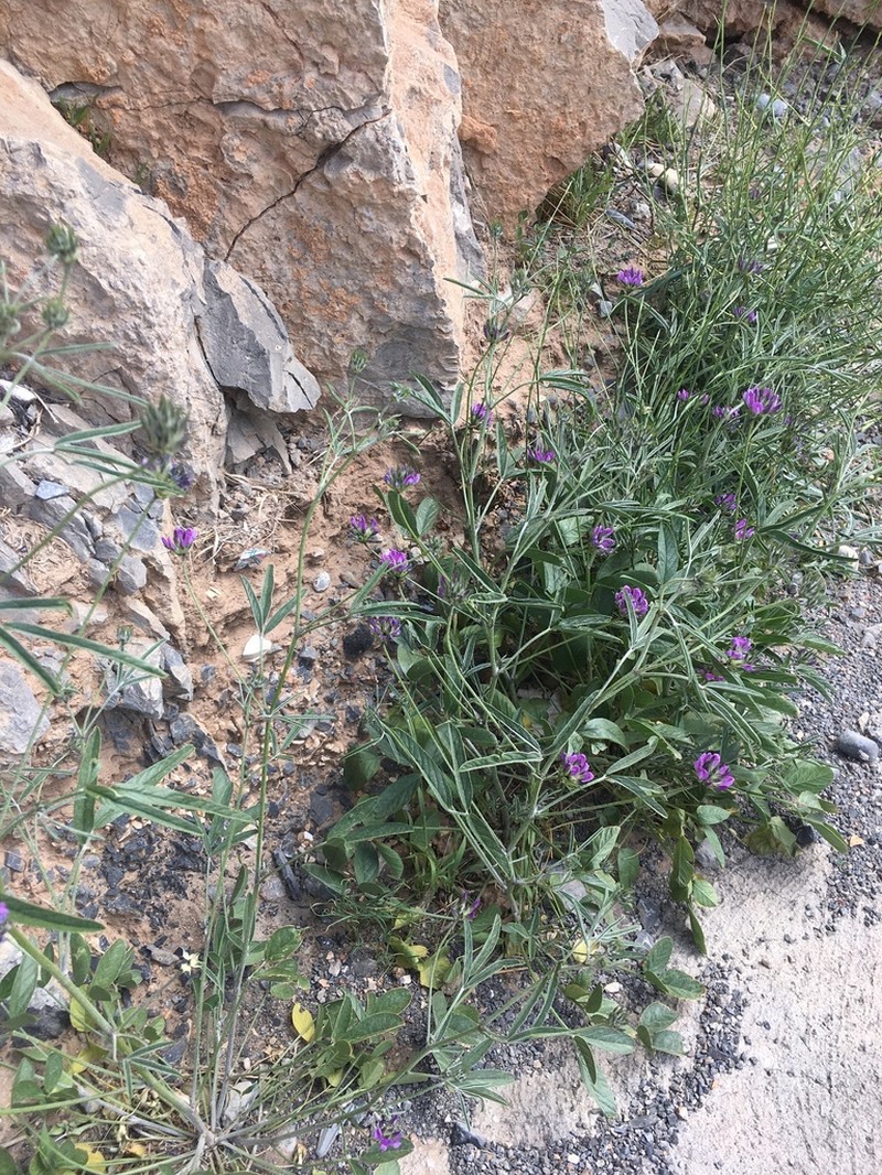 Bituminaria atropurpurea photo 2
