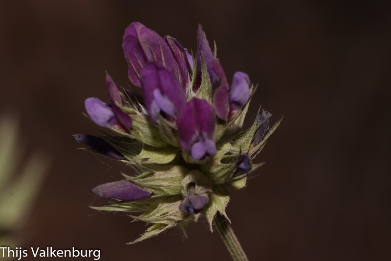 Bituminaria atropurpurea photo 5