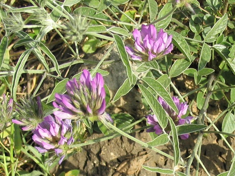 Arabian Pea