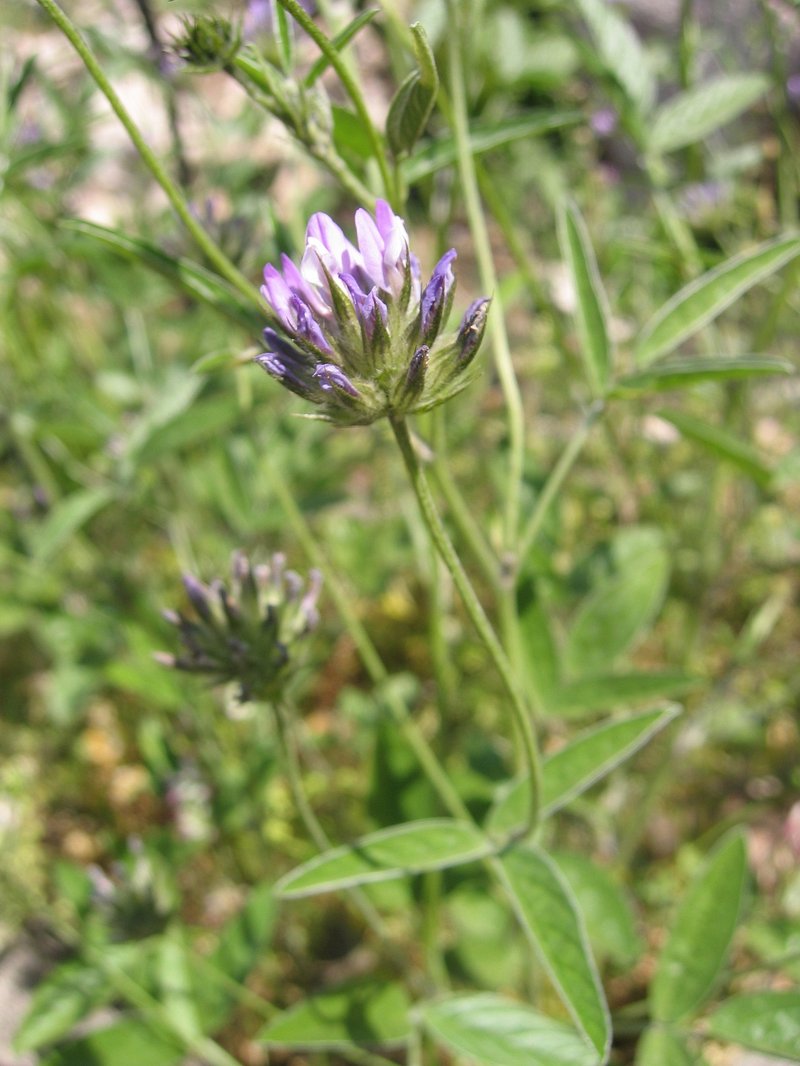 Arabian Pea photo 2