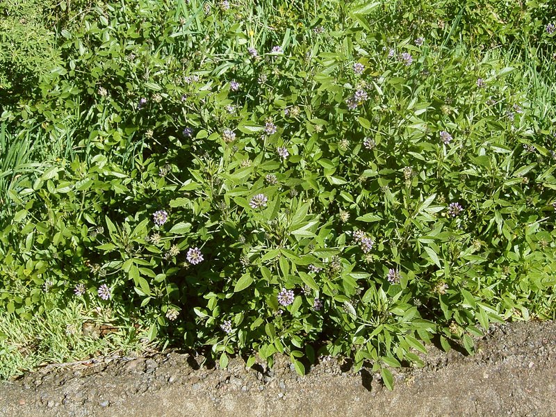Arabian Pea photo 3