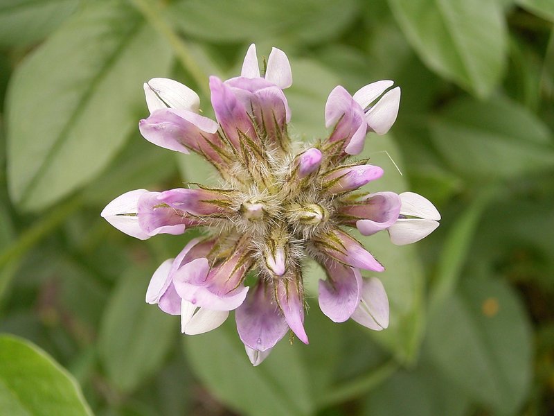 Arabian Pea photo 5
