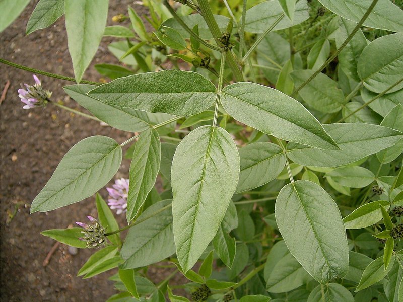 Arabian Pea photo 6
