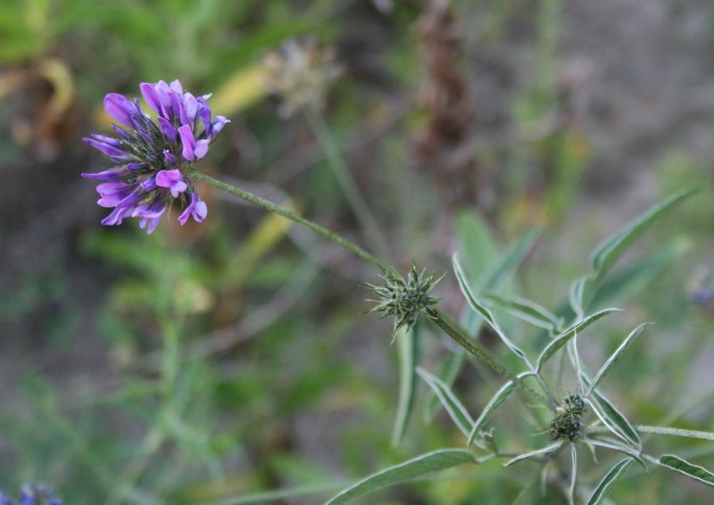 Arabian Pea photo 7