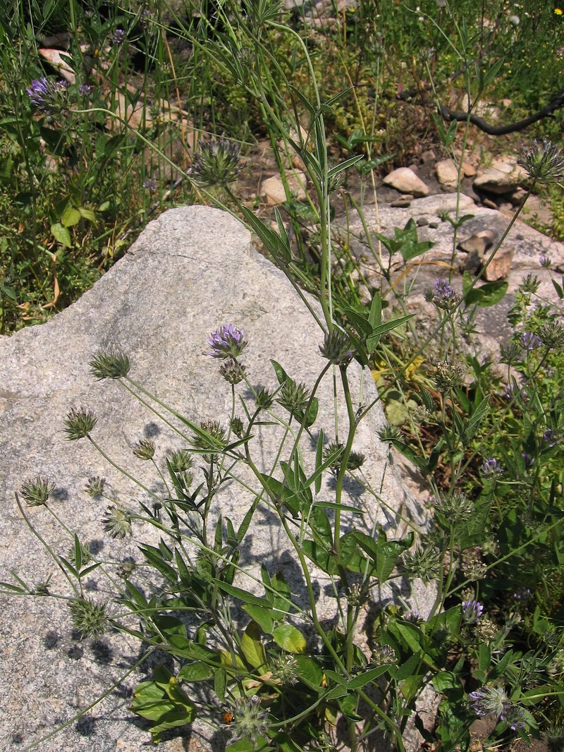 Arabian Pea photo 8