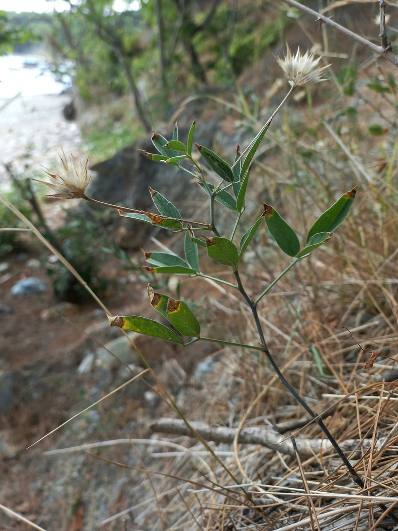 Bituminaria bituminosa subsp. pontica
