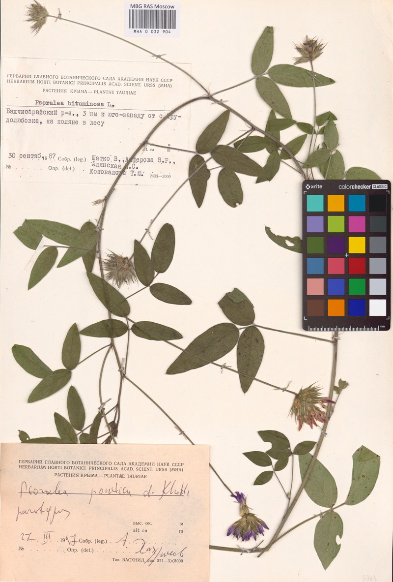 Bituminaria bituminosa subsp. pontica photo 2