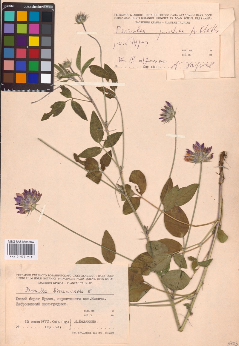 Bituminaria bituminosa subsp. pontica photo 3