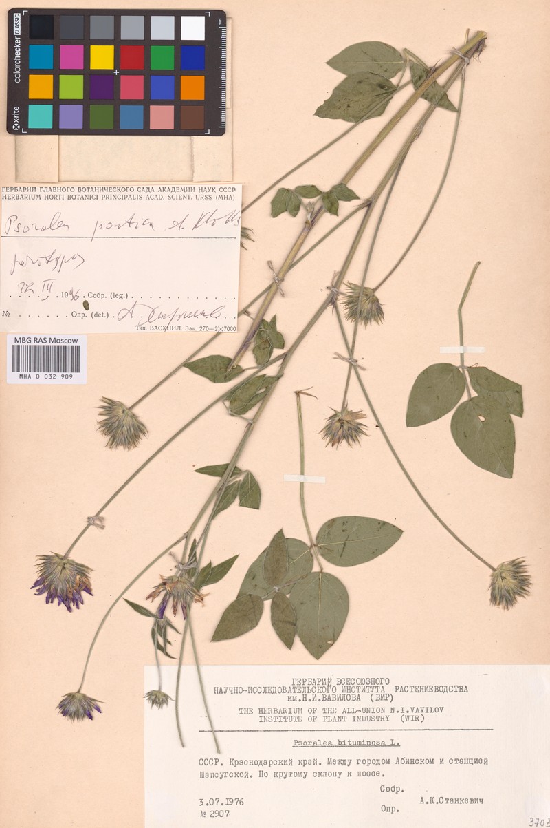 Bituminaria bituminosa subsp. pontica photo 4