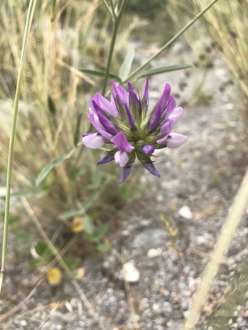 Bituminaria kyreniae photo 2