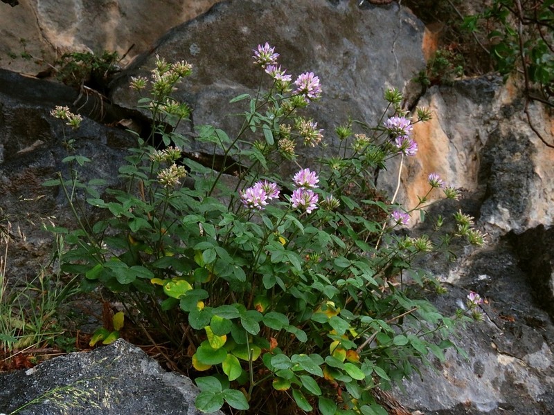 Bituminaria kyreniae photo 4