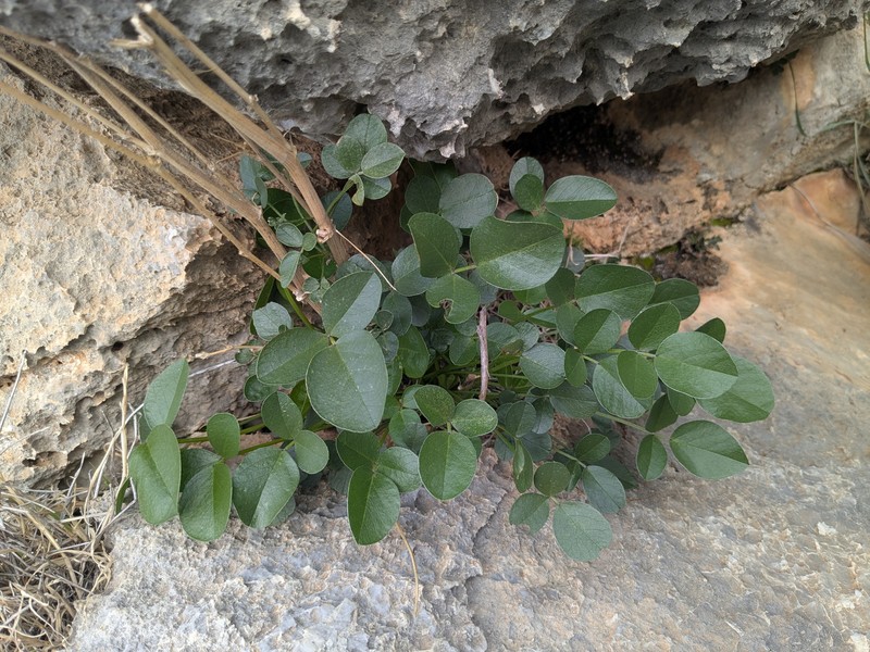 Bituminaria kyreniae photo 5