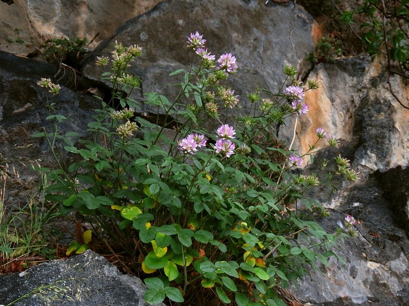 Bituminaria kyreniae photo 6