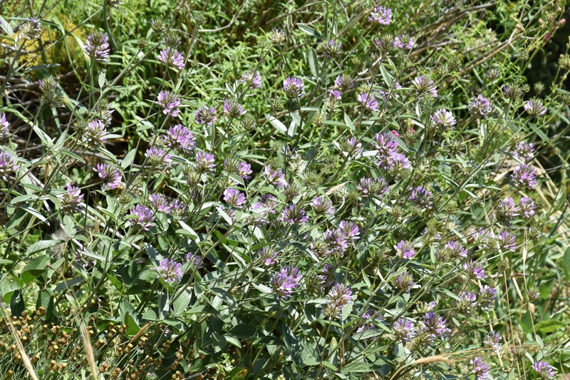 Bituminaria kyreniae photo 7