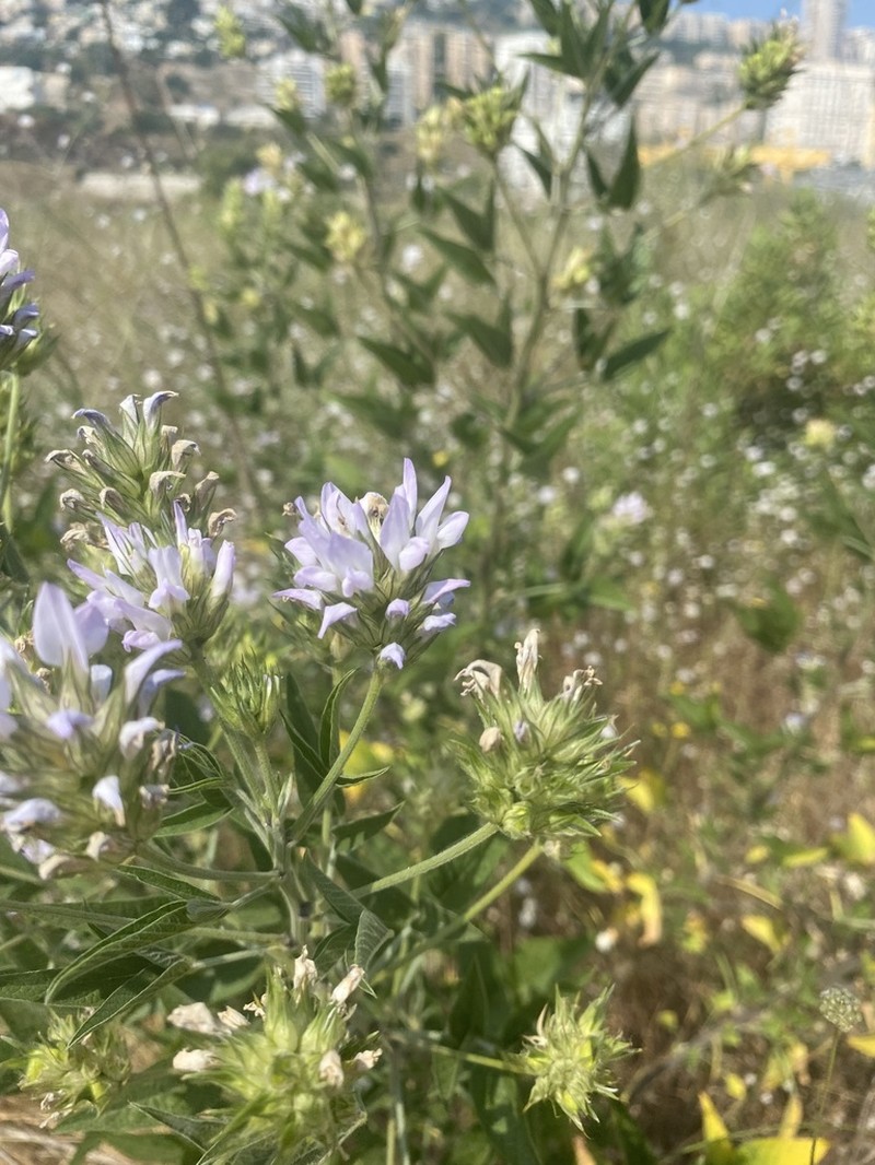 Bituminaria palaestina