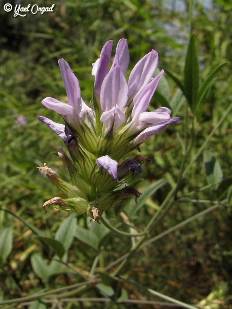 Bituminaria palaestina photo 3