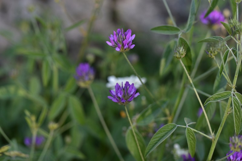 Bituminaria plumosa