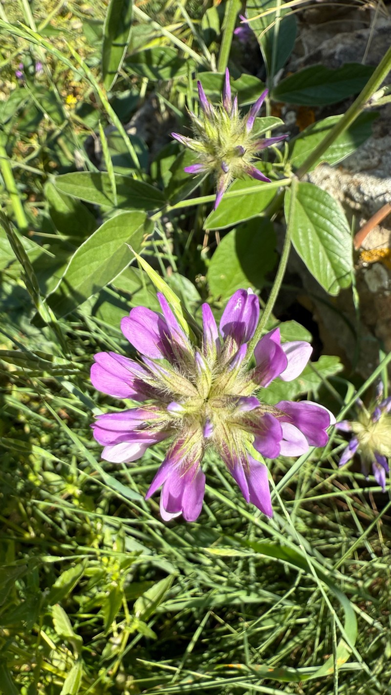 Bituminaria plumosa photo 2