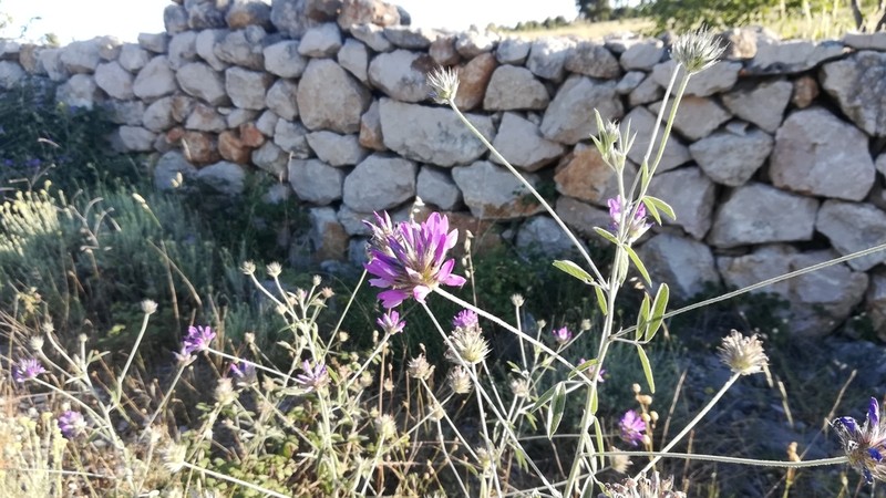 Bituminaria plumosa photo 4