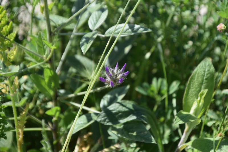 Bituminaria plumosa photo 5