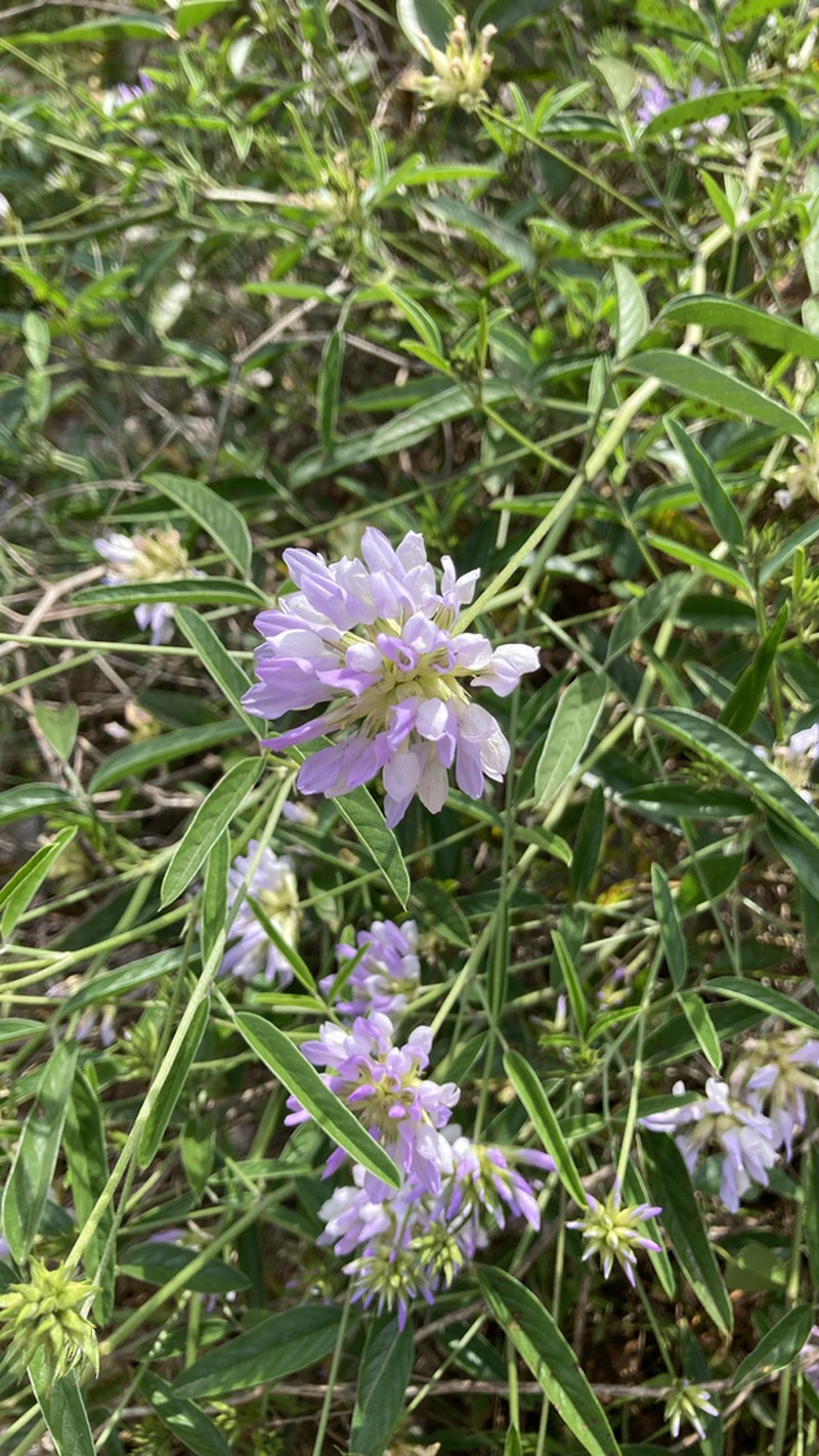 Bituminaria tunetana