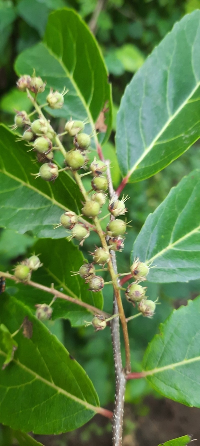 Bivinia jalbertii photo 2