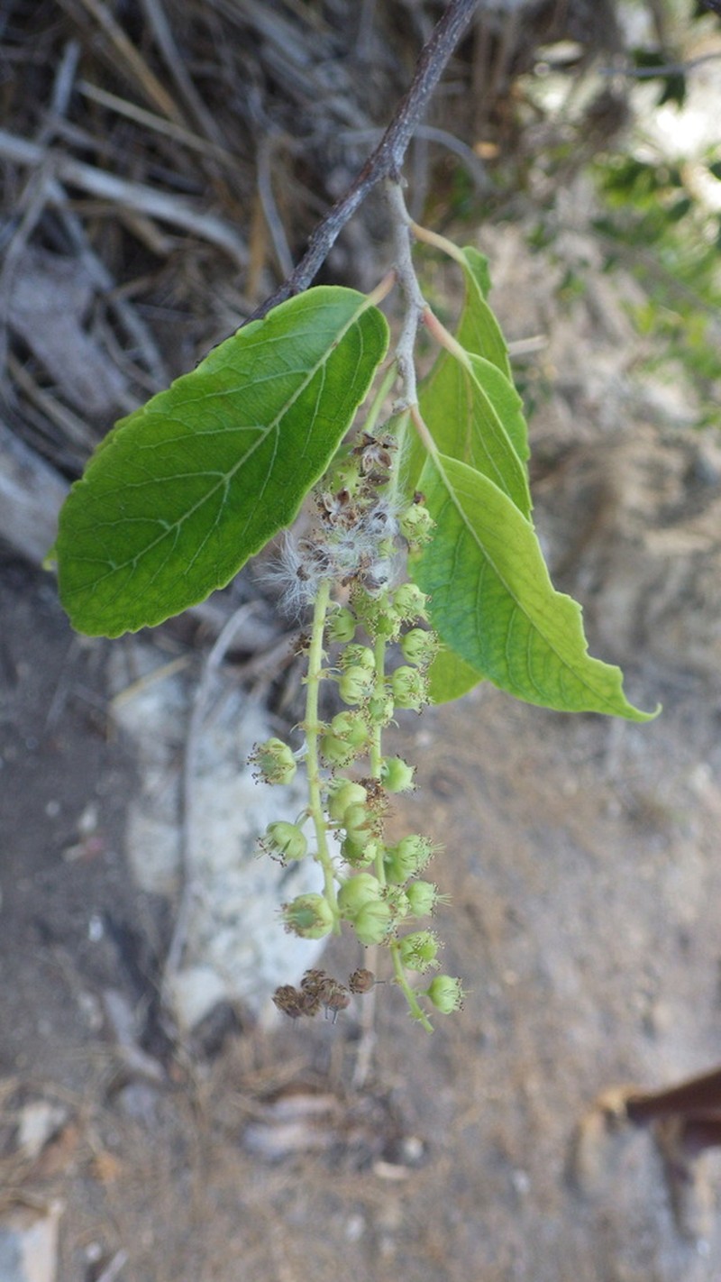 Bivinia jalbertii photo 4