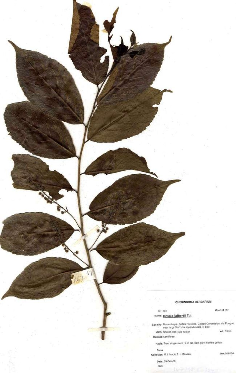 Bivinia jalbertii photo 5