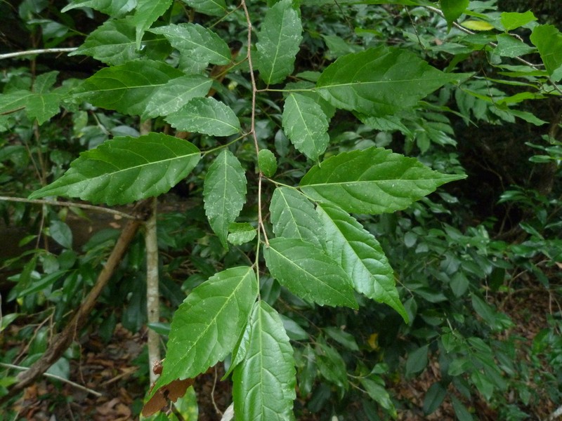 Bivinia jalbertii photo 6