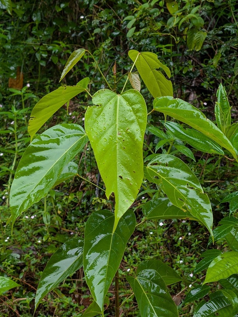Bixa arborea
