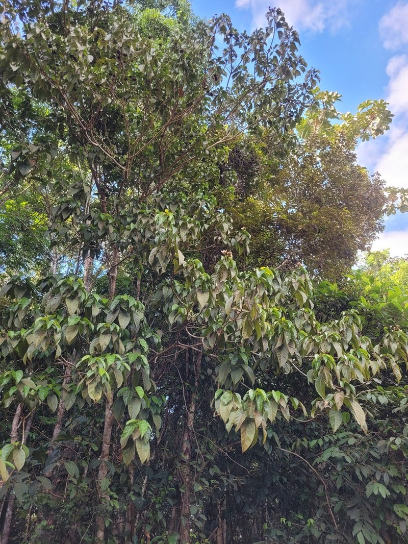 Bixa arborea photo 3