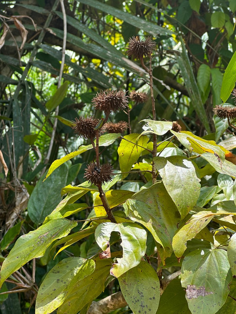 Bixa arborea photo 4