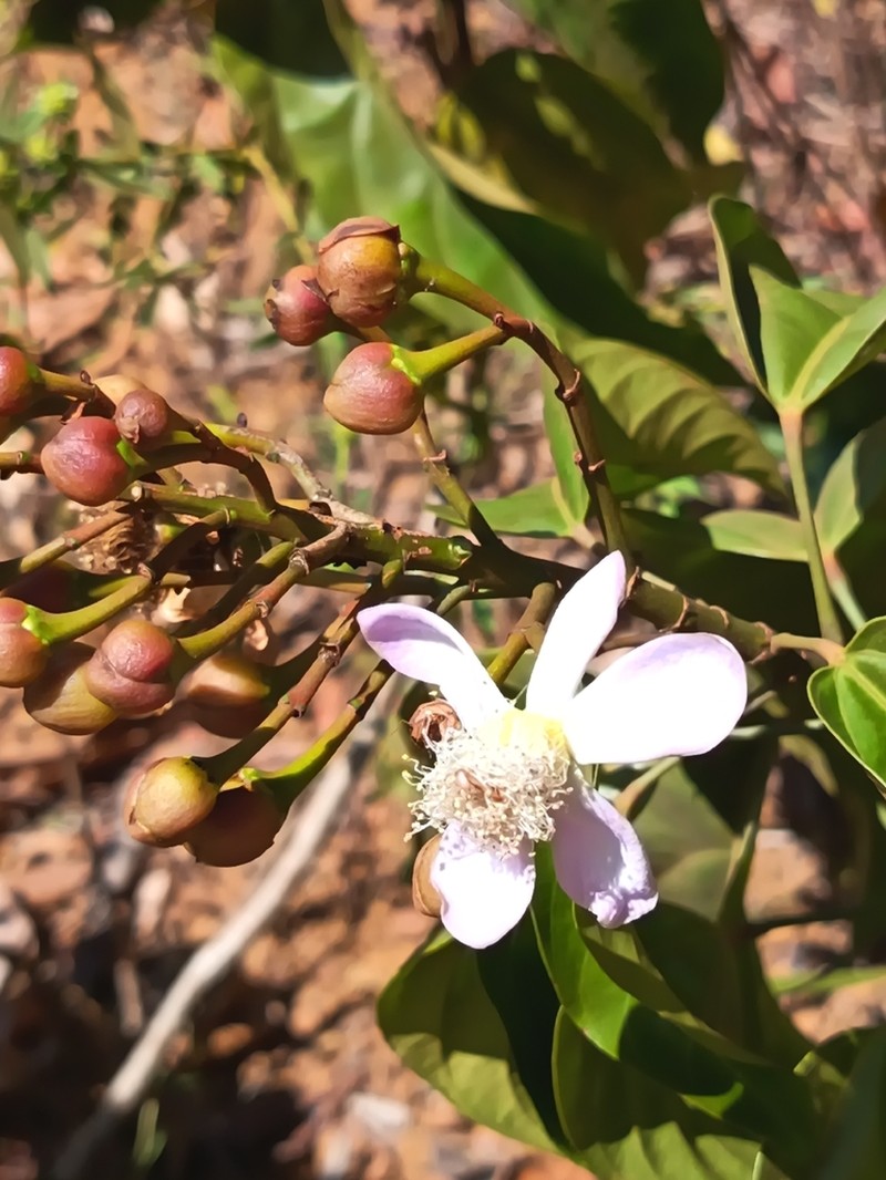 Bixa arborea photo 5