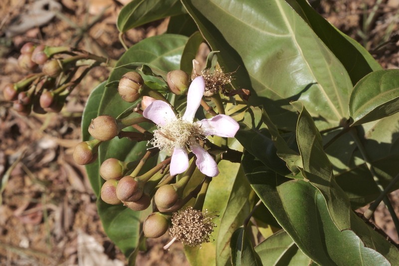 Bixa arborea photo 6
