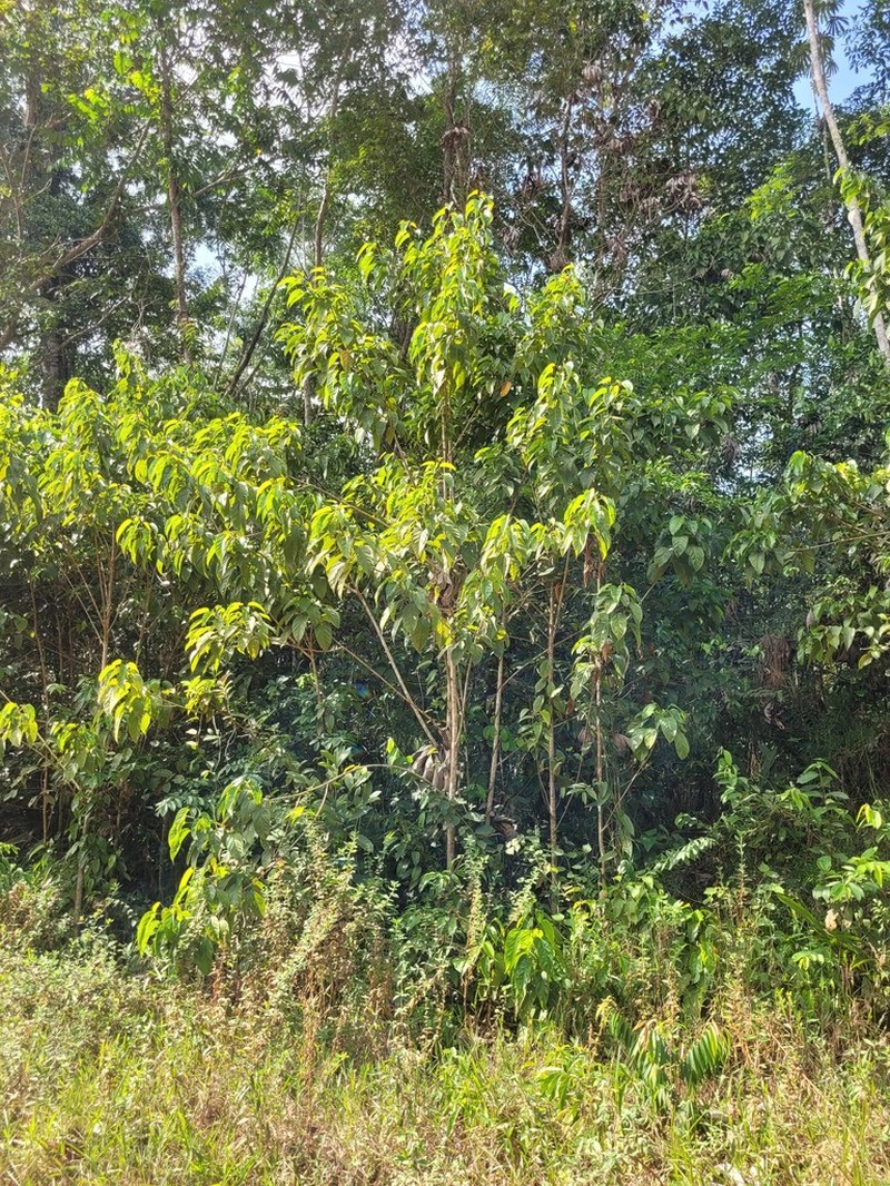 Bixa arborea photo 7