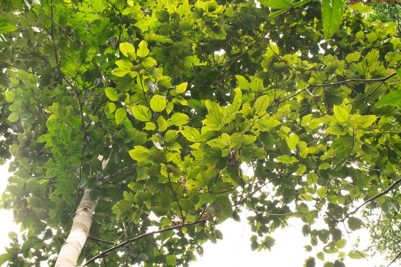 Bixa arborea photo 8