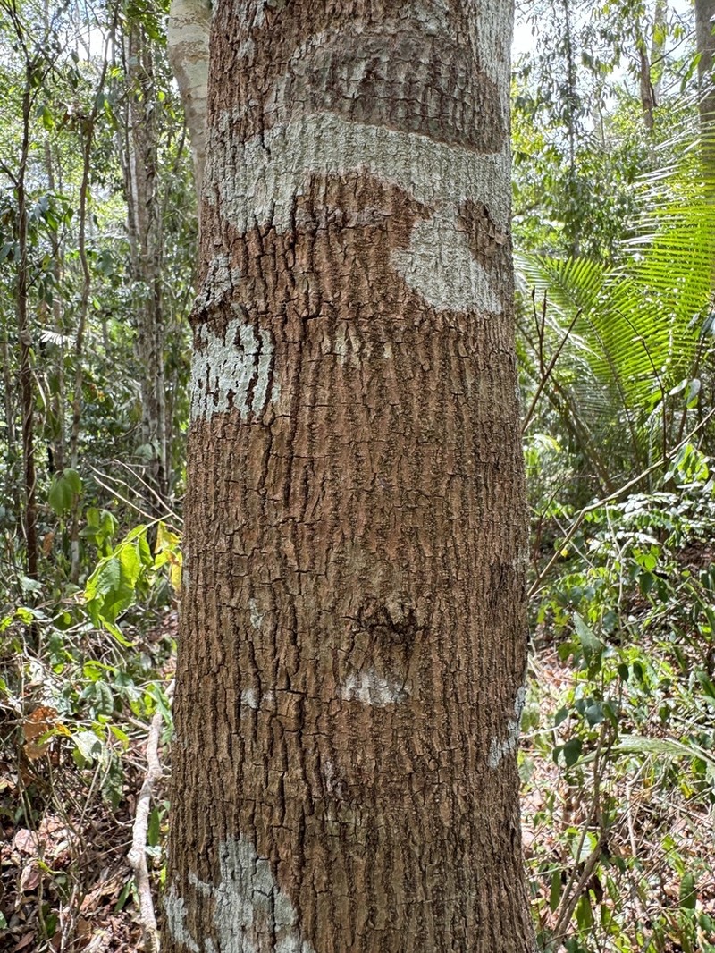 Bixa atlantica