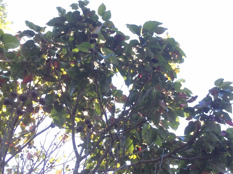 Bixa atlantica photo 2