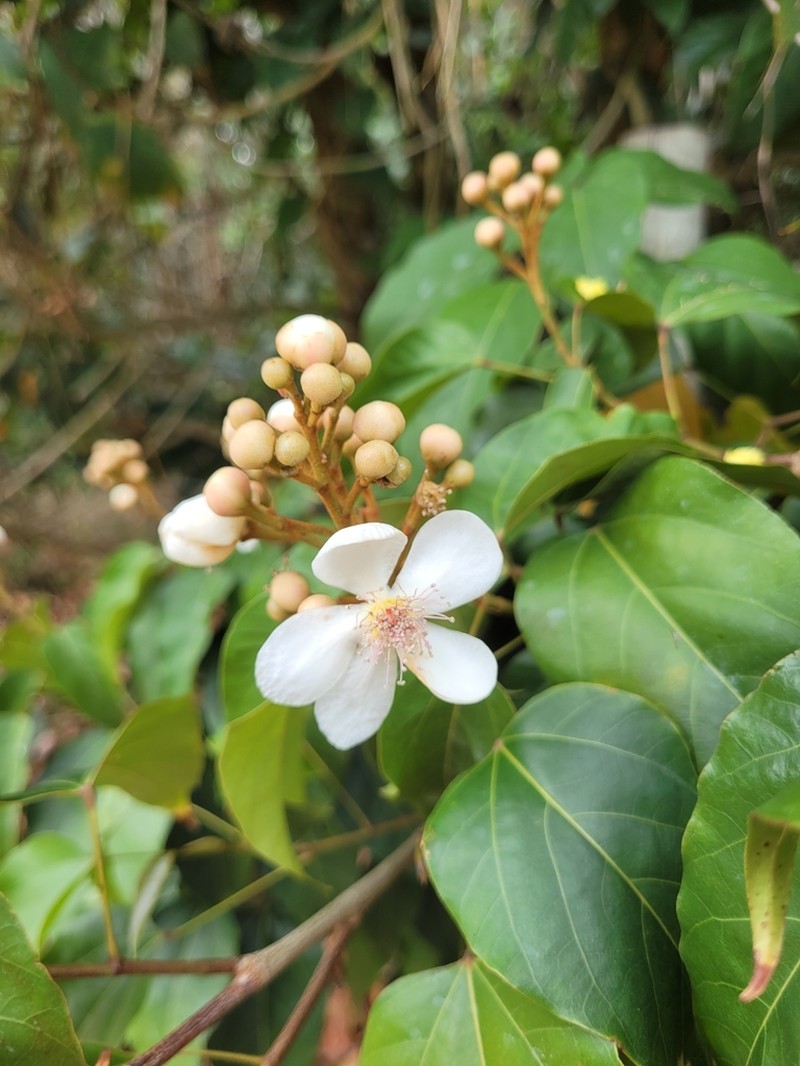 Bixa atlantica photo 3