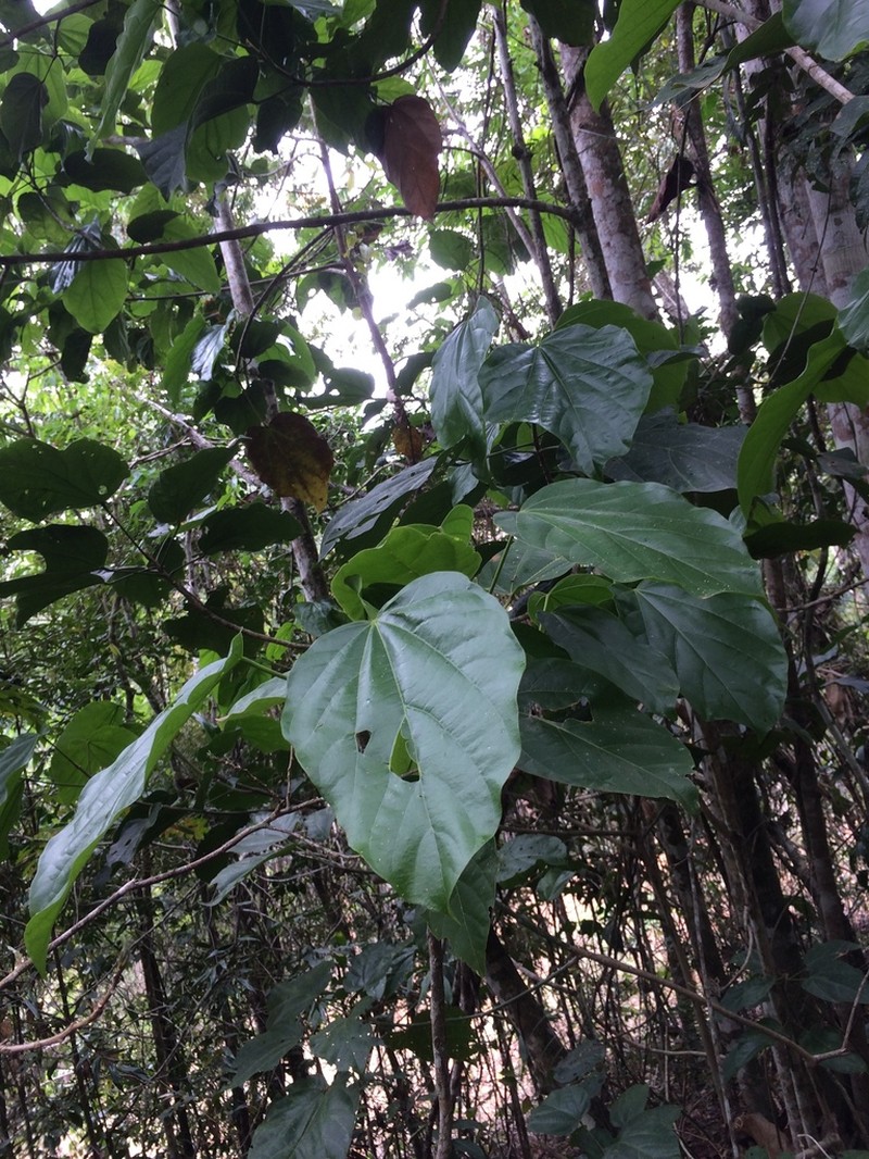 Bixa atlantica photo 6