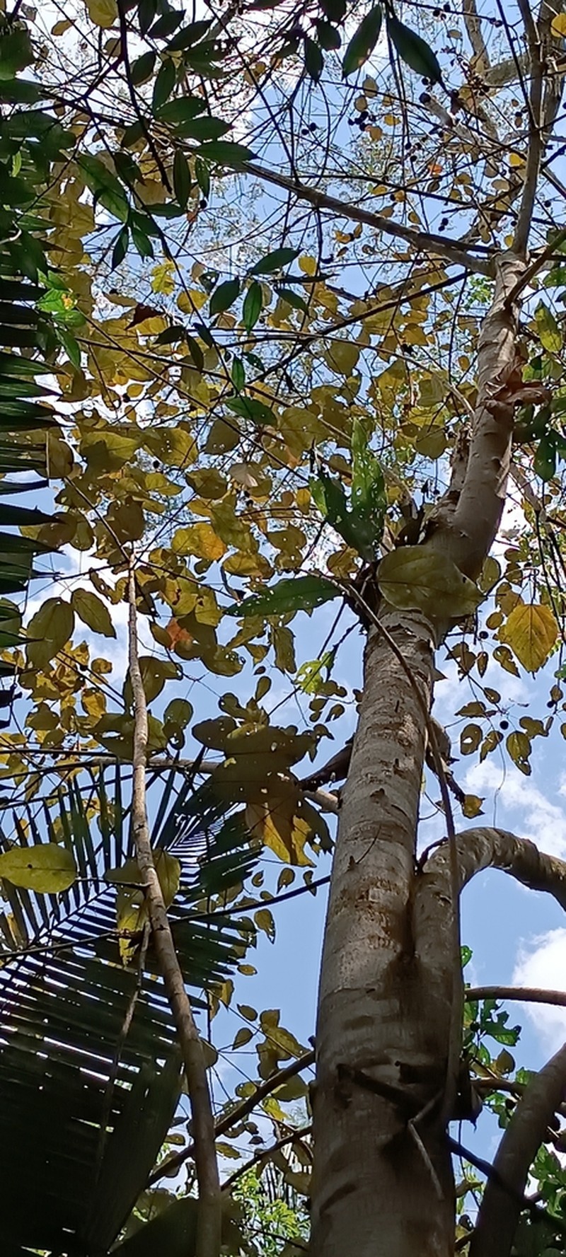 Bixa excelsa