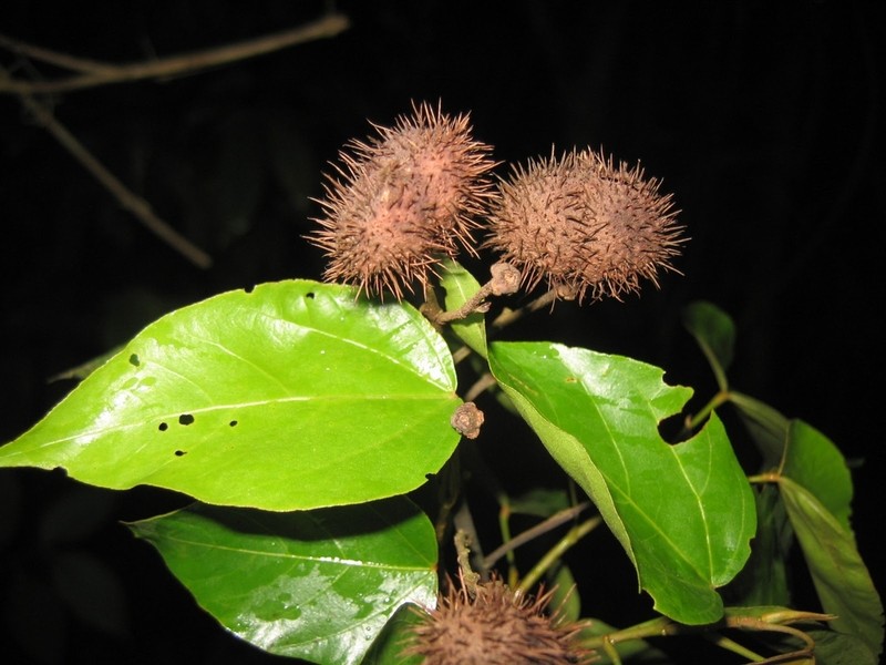 Bixa excelsa photo 2