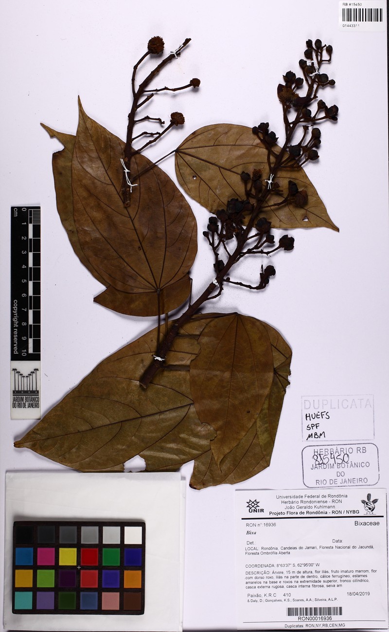 Bixa excelsa photo 3