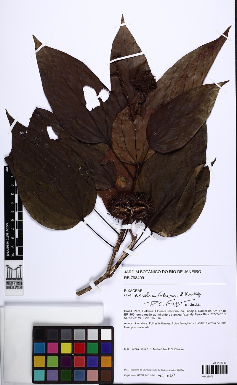 Bixa excelsa photo 4